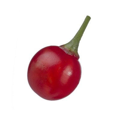 olgun dulcamara yakın