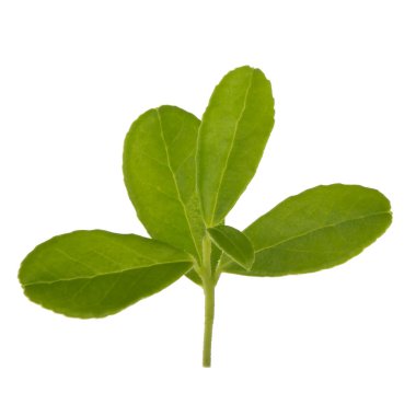 Arka planda yeşil yaprak, yakın