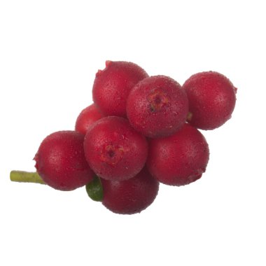 beyaz arka plan üzerinde izole olgun cowberries, yakın çekim  