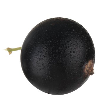 kuş üzümü berry yakın