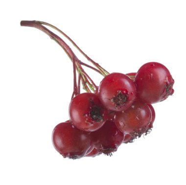 beyaz arka plan üzerinde izole taze alıç dalı, yakın çekim 