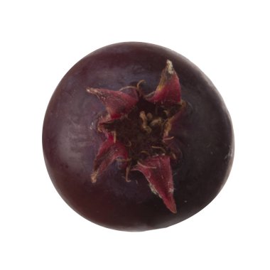 olgun sarvisberry yakın