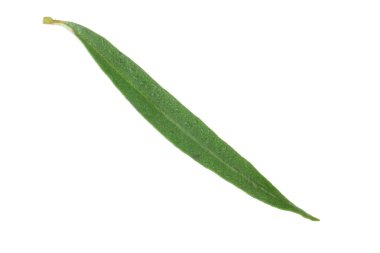 Arka planda yeşil yaprak, yakın