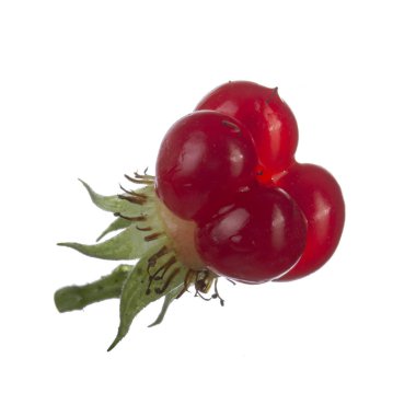 olgun bramble yakın