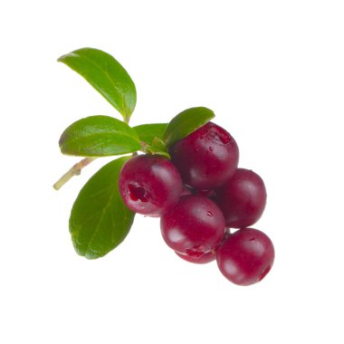 beyaz arka plan üzerinde izole olgun cowberries, yakın çekim  