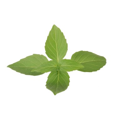 aromatik fesleğen beyaz arka plan üzerinde izole yaprakları, yakın çekim  