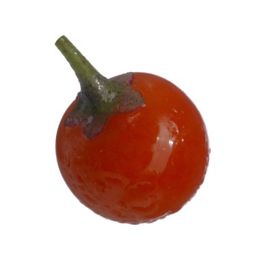 olgun dulcamara yakın