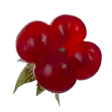 olgun bramble yakın