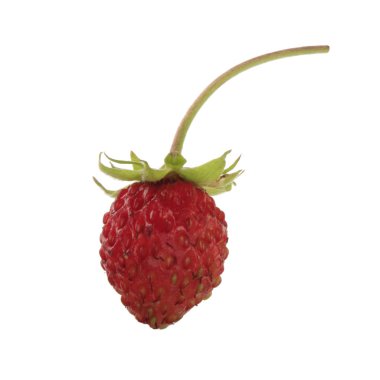 yabani çilek yakın çekim 