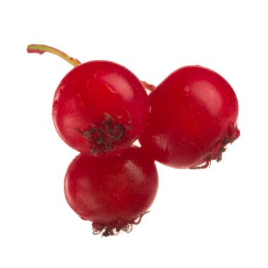 beyaz arka plan üzerinde izole taze alıç dalı, yakın çekim 