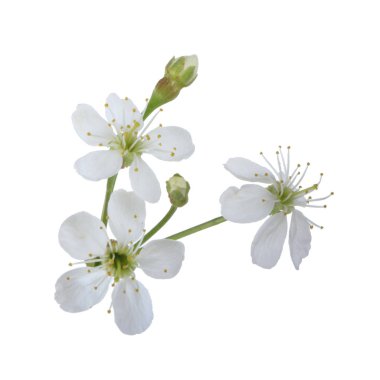 arka planda taze kiraz, yakın