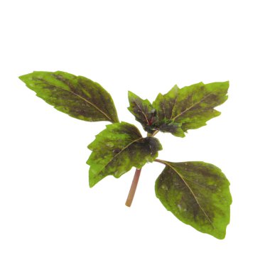 aromatik fesleğen beyaz arka plan üzerinde izole yaprakları, yakın çekim  