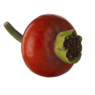 beyaz arka plan üzerinde izole köpek böğürtlen, yakın çekim