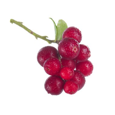beyaz arka plan üzerinde izole olgun cowberries, yakın çekim  