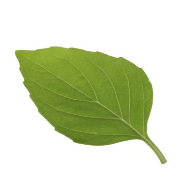 beyaz arka plan üzerinde izole aromatik fesleğen yaprağı, yakın çekim 