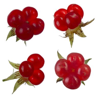 olgun bramble yakın