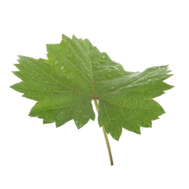 Olgun üzüm yakın çekim 