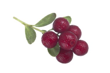 beyaz arka plan üzerinde izole olgun cowberries, yakın çekim  