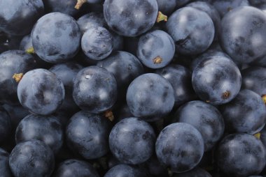 Olgun üzüm yakın çekim 