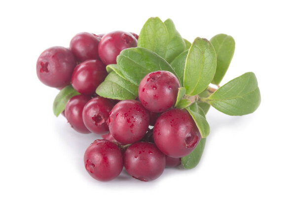 ripe cowberries isolated on white background, close-up  