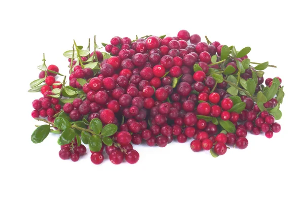 Ripe Bearberry Close — Stock Photo, Image