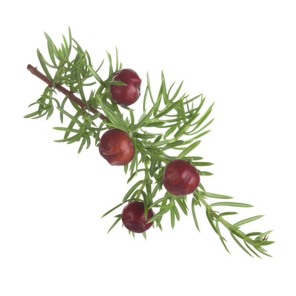 convallaria majalis yakın 