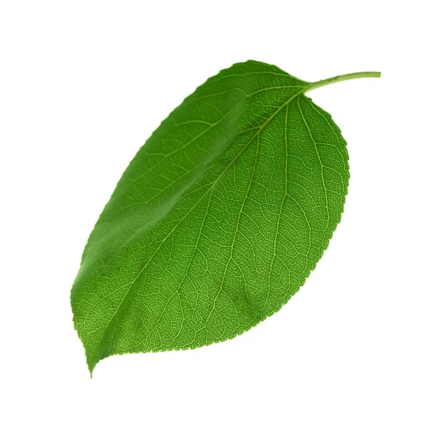 白い背景に隔離された緑のアプリコットの葉 クローズアップ — ストック写真