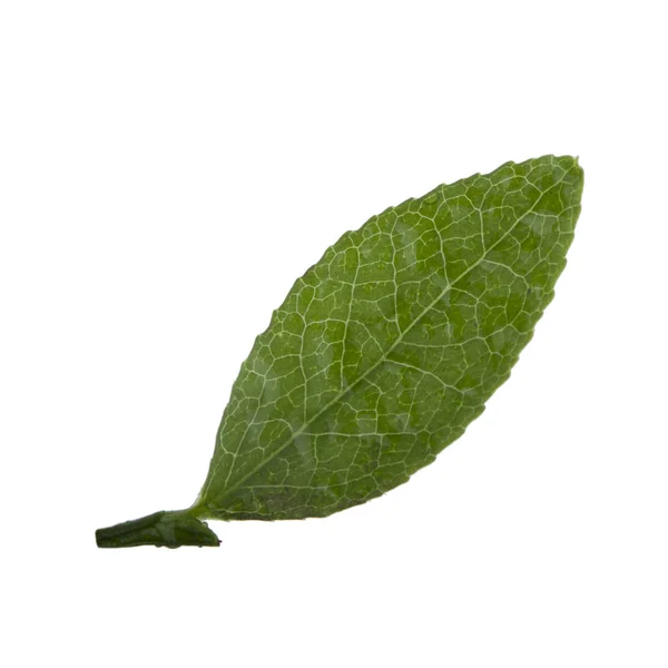 Blåbärs Grönt Löv Isolerat Vit Bakgrund Närbild — Stockfoto