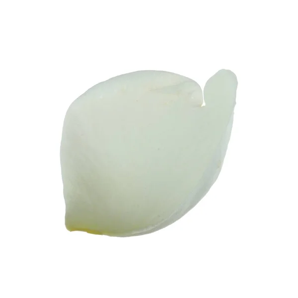 Weiße Rosenblüte Isoliert Auf Weißem Hintergrund Nahaufnahme — Stockfoto