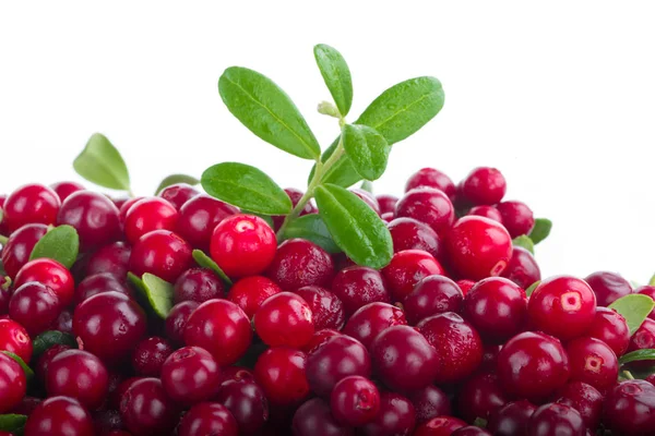 olgun bearberry yakın 