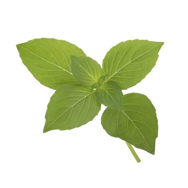 Aromatic Basil Leaves Isolated White Background Close — Stock Photo, Image