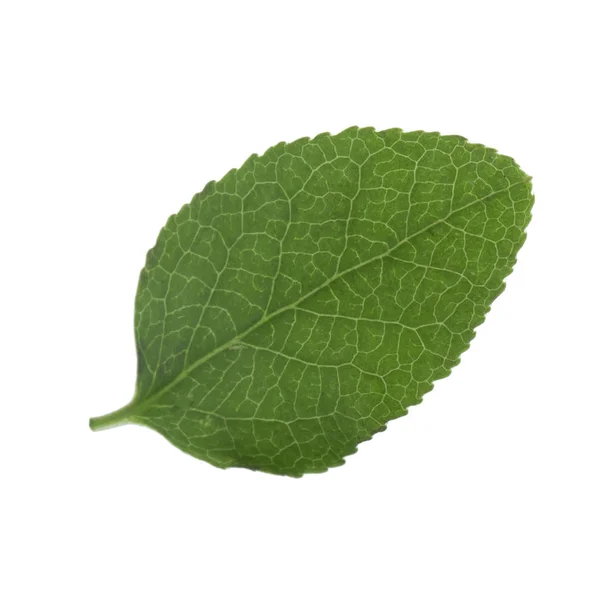 白い背景に隔離されたビルベリーグリーンの葉 クローズアップ — ストック写真