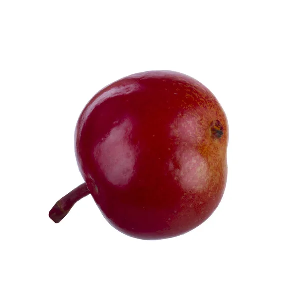 Ağacı Berry Yakın — Stok fotoğraf