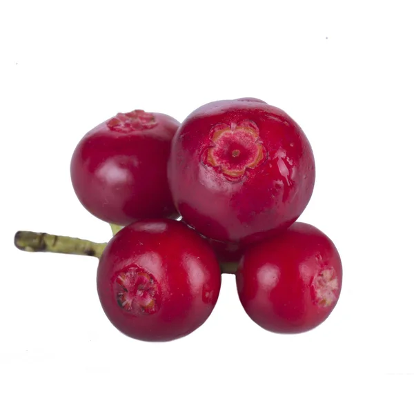 Matang Bearberry Close — Stok Foto