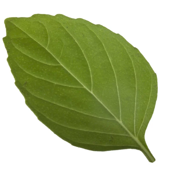 Beyaz Arka Plan Üzerinde Izole Aromatik Fesleğen Yaprağı Yakın Çekim — Stok fotoğraf