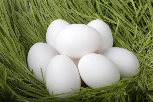 Κοντινό Πλάνο Αυγό — Φωτογραφία Αρχείου