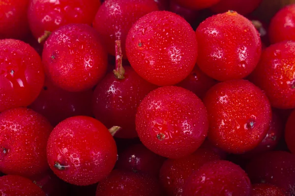 Ağacı Berry Yakın — Stok fotoğraf