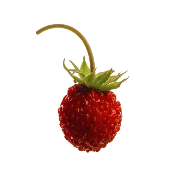 Wild Strawberry Close — Stock Photo, Image