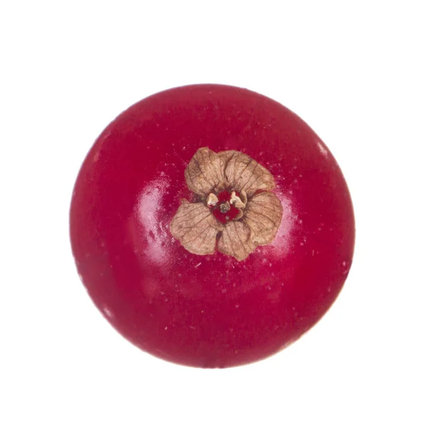 Currant Berry Close — Stok Foto