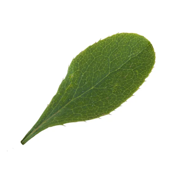 Leaf Barberry Isolated White Background Close — Stock Photo, Image