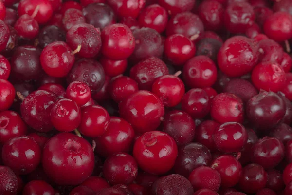 olgun bearberry yakın 