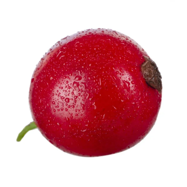 kuş üzümü berry yakın