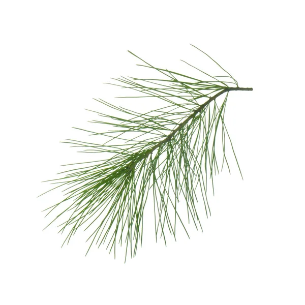 Branch Cedar Isolated White Background Close — Stock Photo, Image