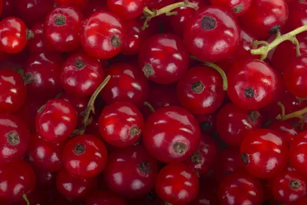 Kuş Üzümü Berry Yakın — Stok fotoğraf