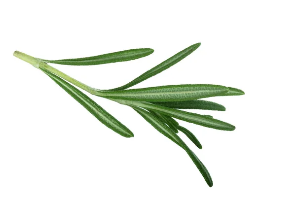 Closeup Rosemary Isolated White Background — Stock Photo, Image