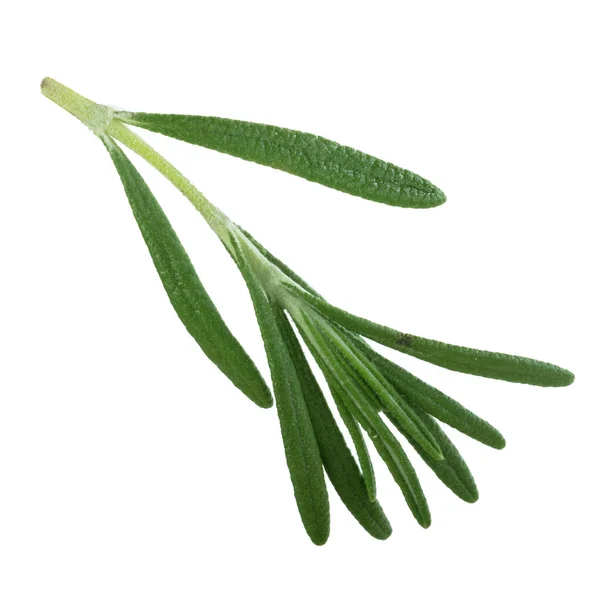 Closeup Rosemary Isolated White Background — Stock Photo, Image