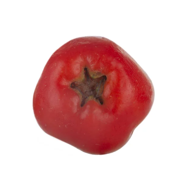 Ashberry Matang Menutup — Stok Foto