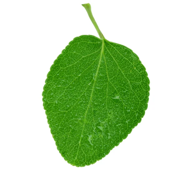 beyaz arka plan üzerinde izole yeşil kayısı yaprağı, yakın çekim   