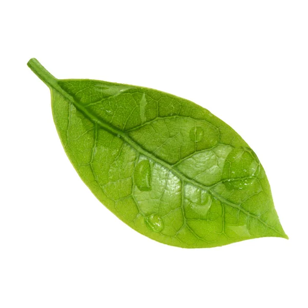 Зеленый Лист Авокадо Белом Фоне Крупным Планом — стоковое фото