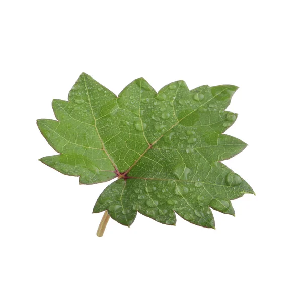 Green Leaf Background Close — Stock Photo, Image